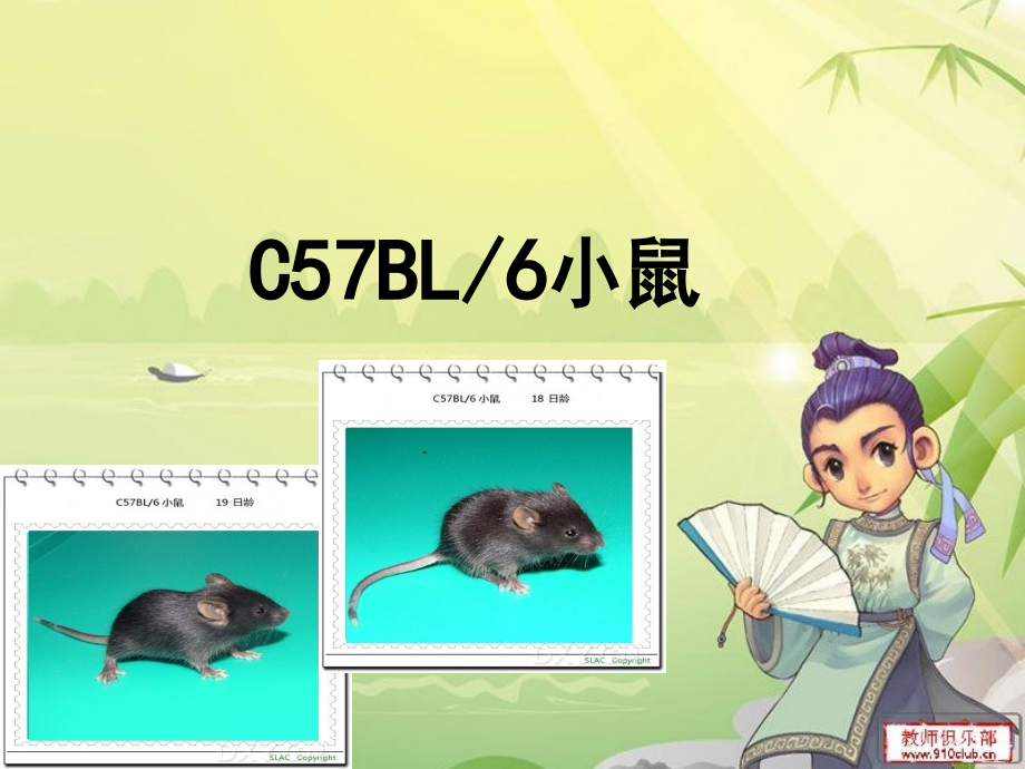 C57BL／6小鼠金紫菱.ppt_第1页