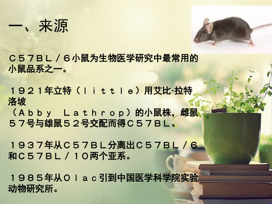 C57BL／6小鼠金紫菱.ppt_第2页