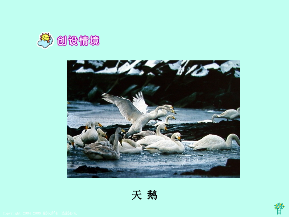 天鹅的故事.pptx_第2页