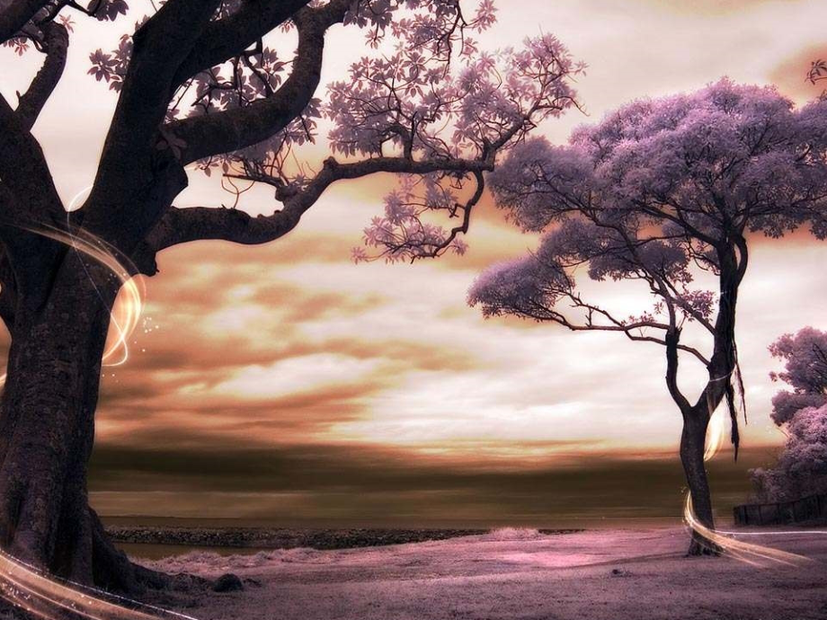 我骄傲我是一棵树.ppt_第2页