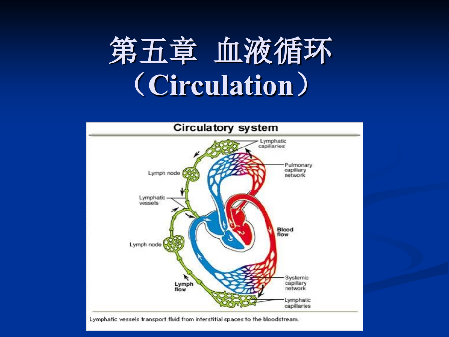 动物生理学 血液循环.ppt_第1页