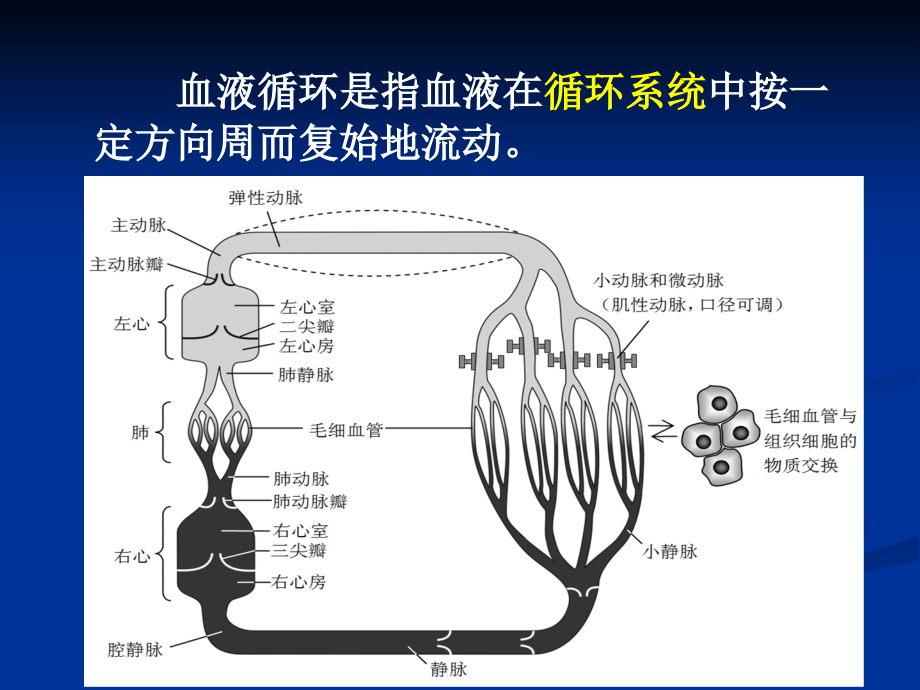 动物生理学 血液循环.ppt_第2页