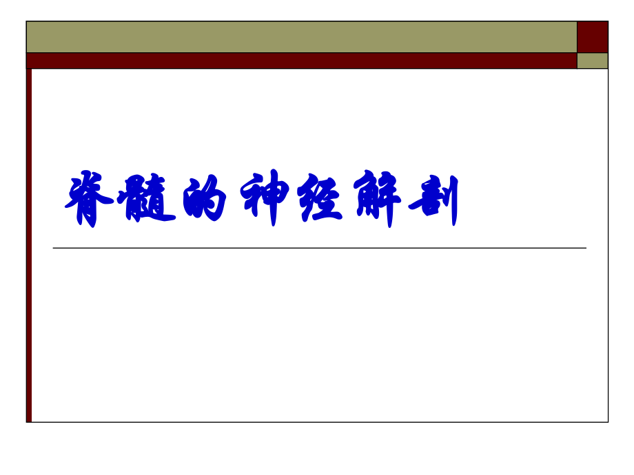 脊髓的神经解剖.ppt_第1页