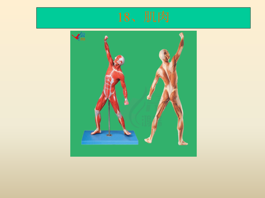 肌肉教学课件.ppt_第1页