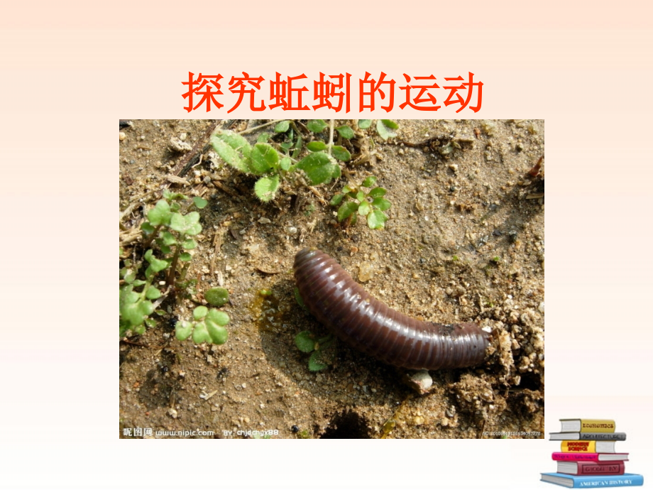 八年级生物上册-蚯蚓运动实验课件-人教新课标版.ppt_第1页