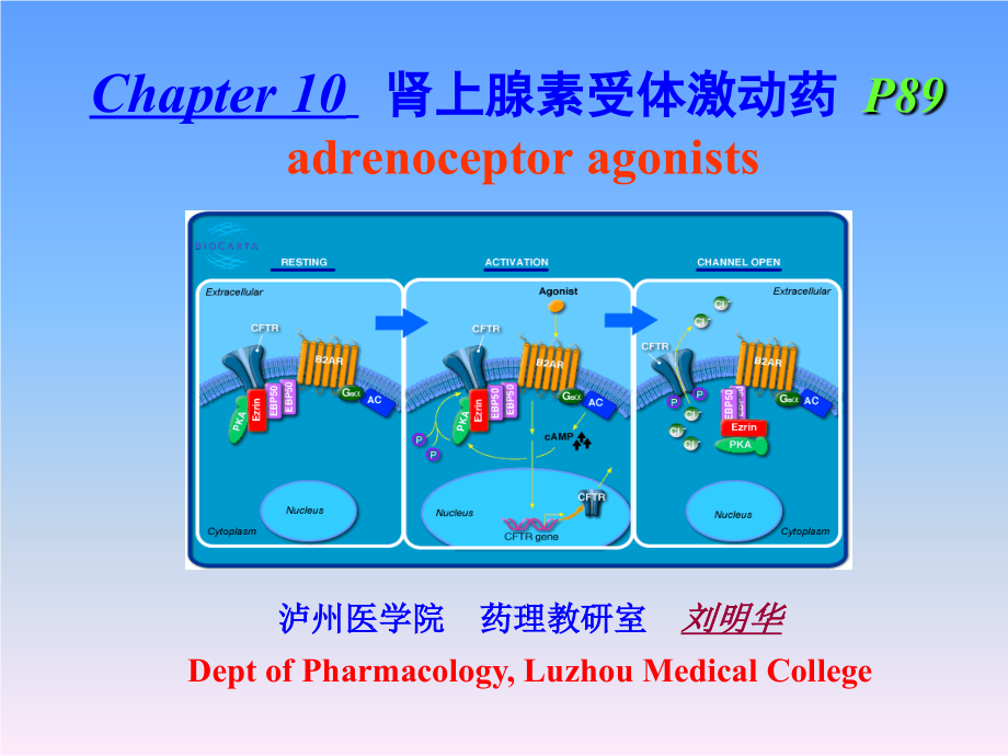 第十章肾上腺素受体激动药.ppt_第1页
