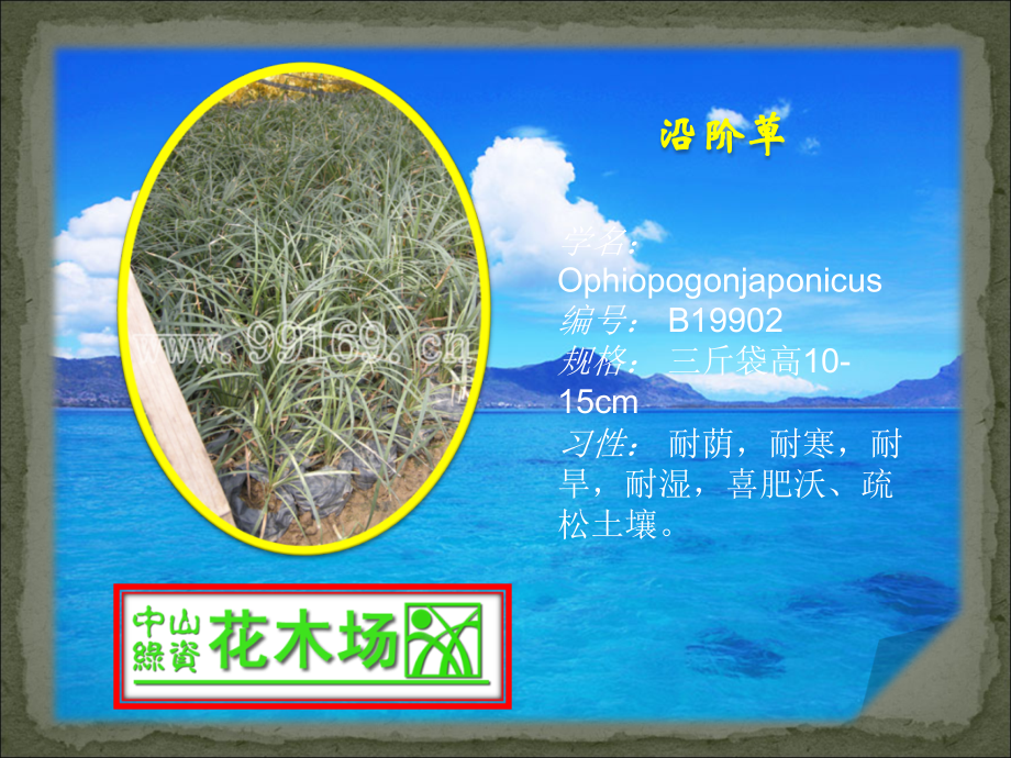 沿阶草,鸭趾草,鸭脚木,雪花木的绿化树,苗木,广东花木场,园林绿化21.ppt_第1页