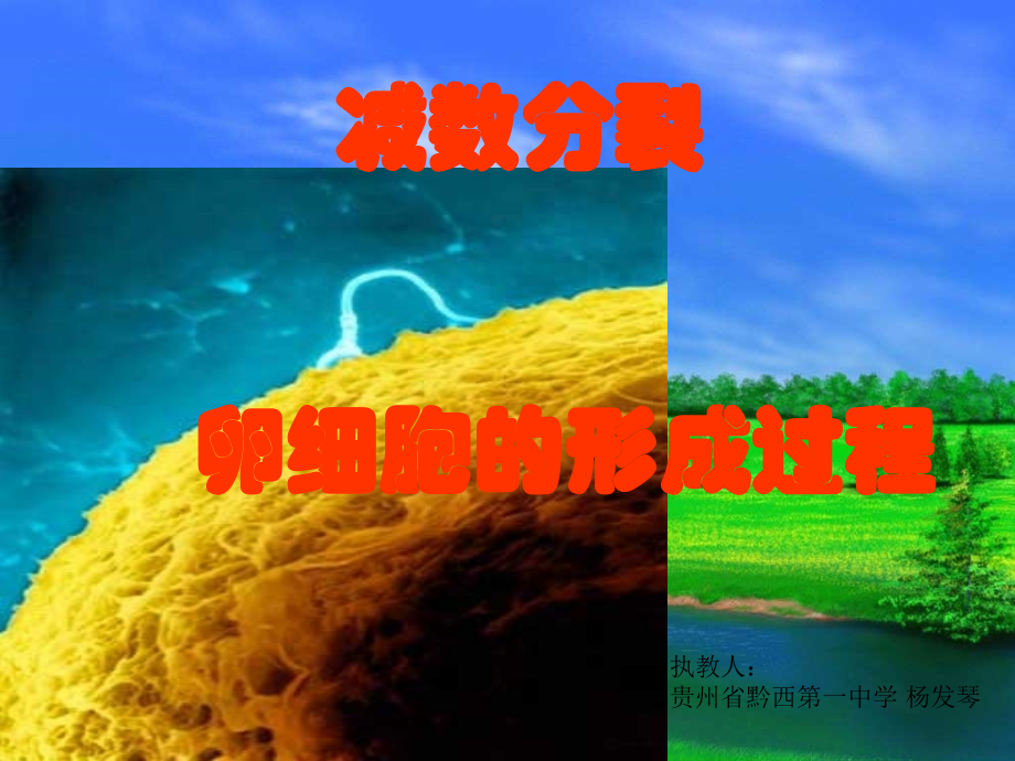 生殖细胞的形成.ppt_第1页
