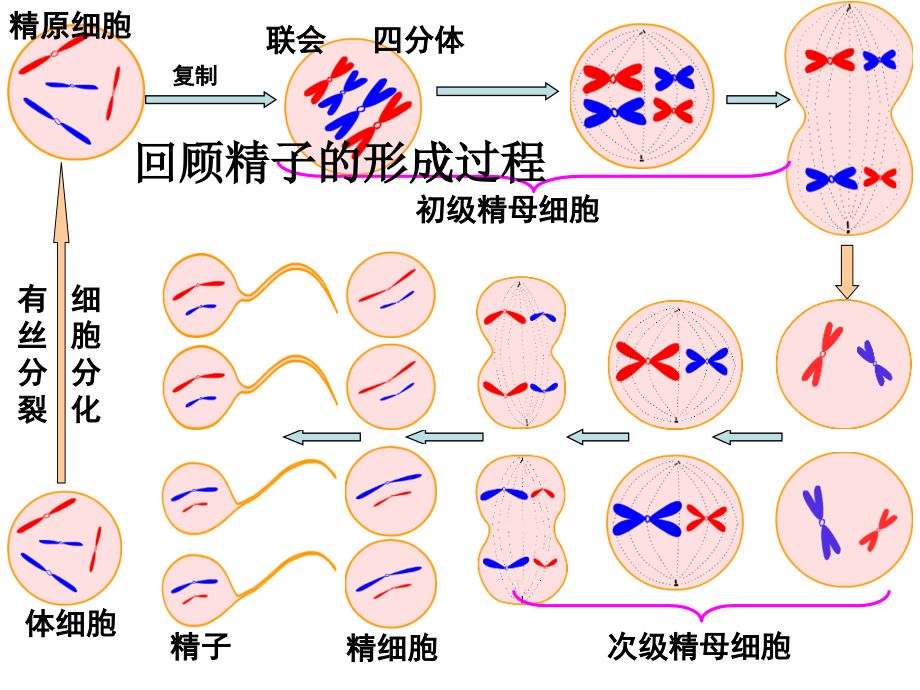生殖细胞的形成.ppt_第2页