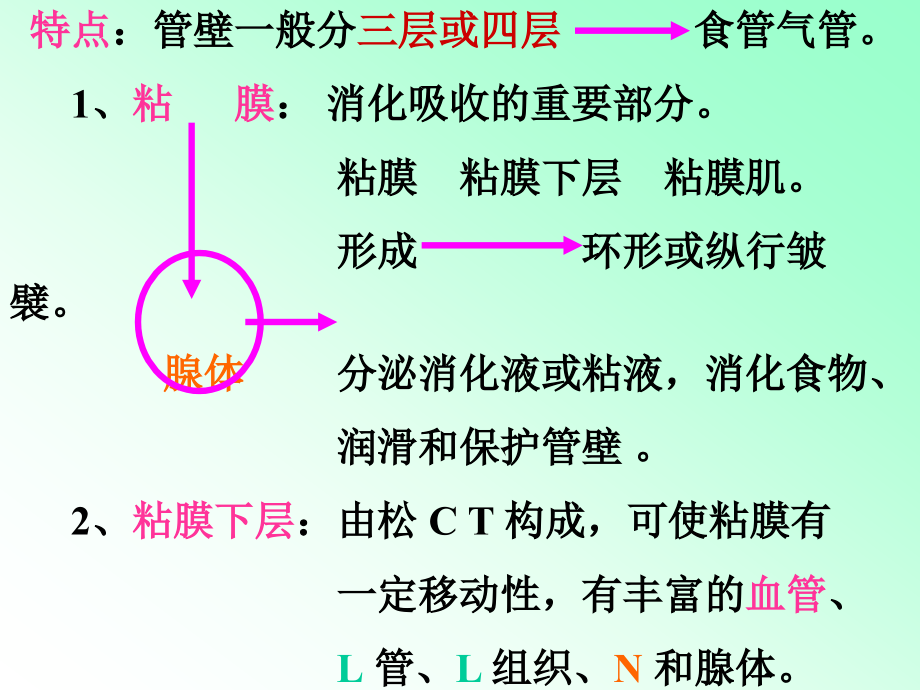 解剖学内脏知识笔记大全.ppt_第2页