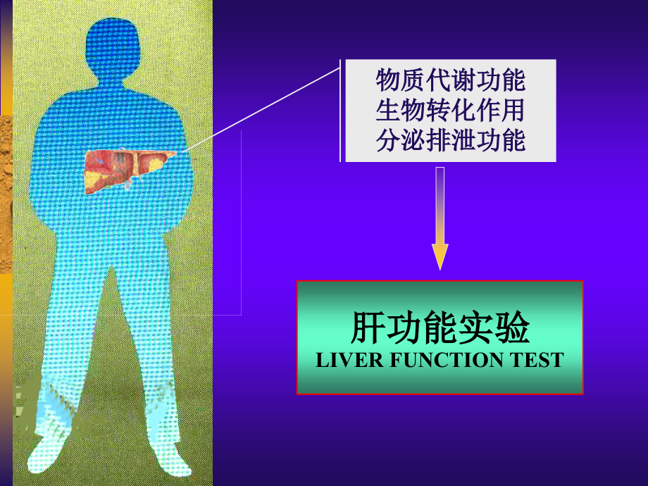 肝功能(08).ppt_第1页