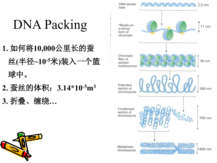组蛋白修饰.ppt_第2页