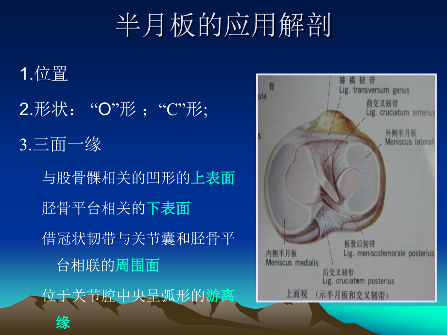 半月板解剖与MR诊断.ppt_第2页