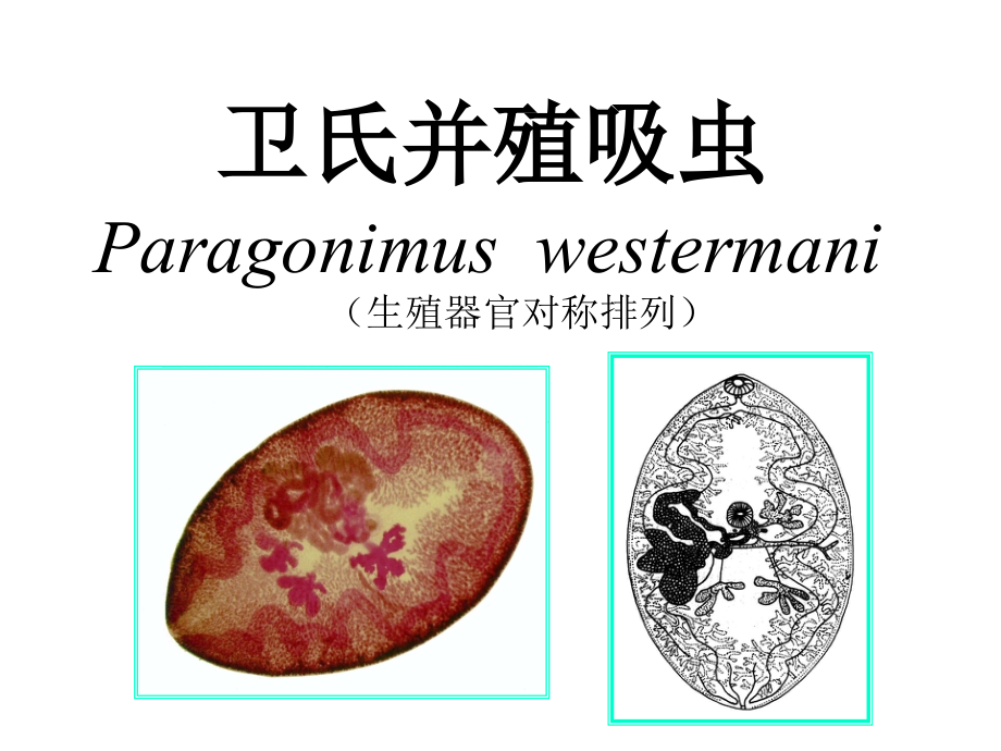 并殖吸虫.ppt_第2页