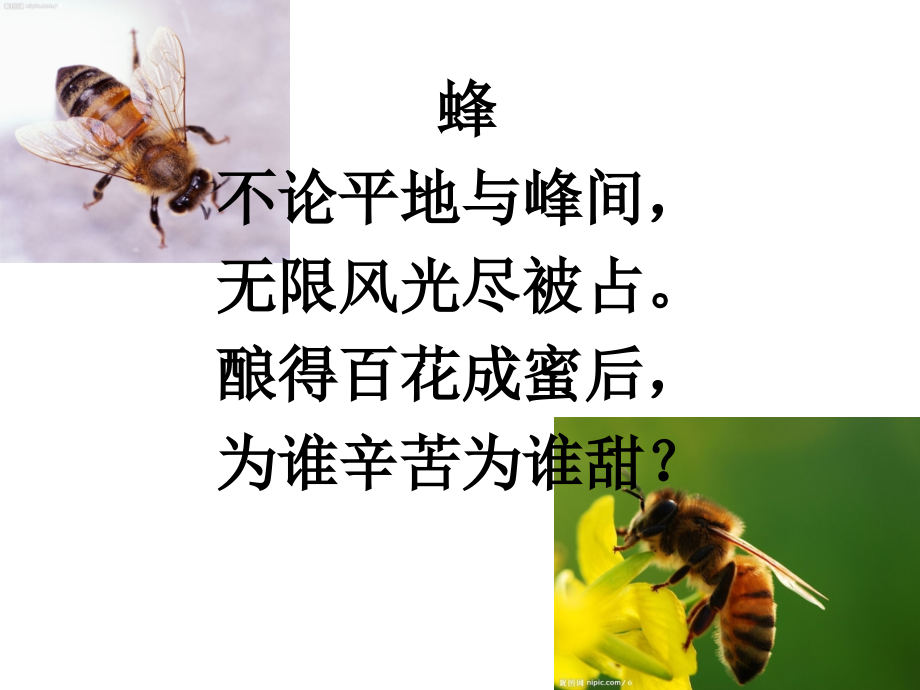 人教版第五册14、蜜蜂.ppt_第1页