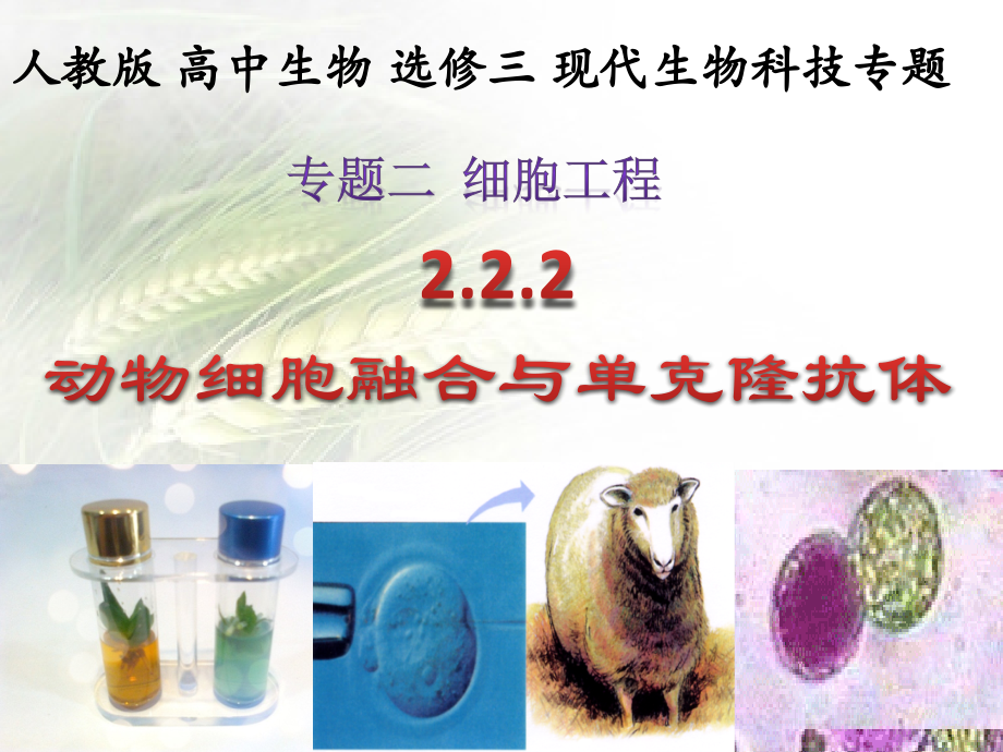 动物细胞融合和单克隆抗体.pptx_第1页