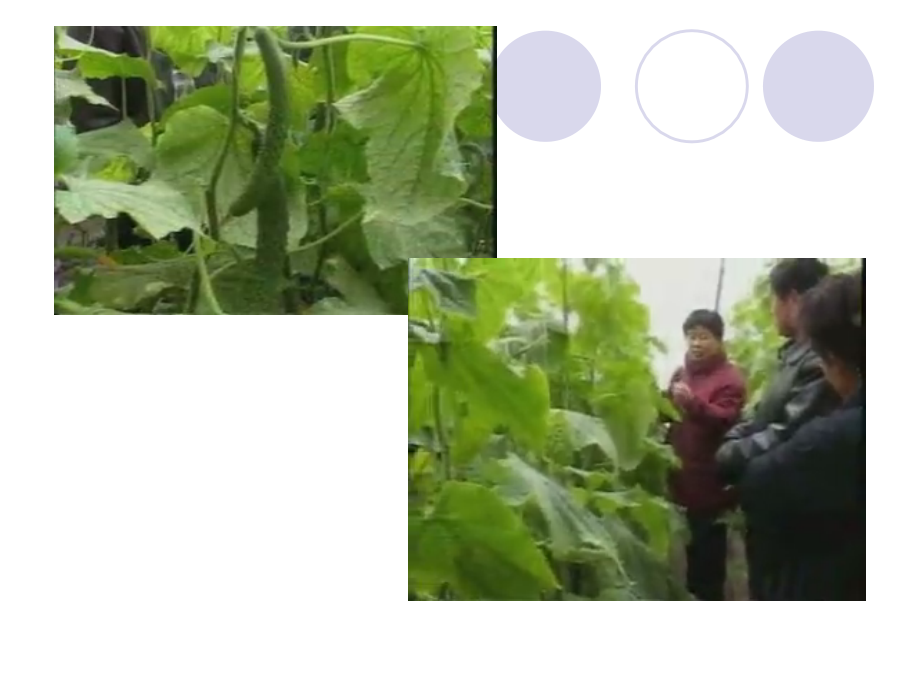 蔬菜设施.ppt_第2页