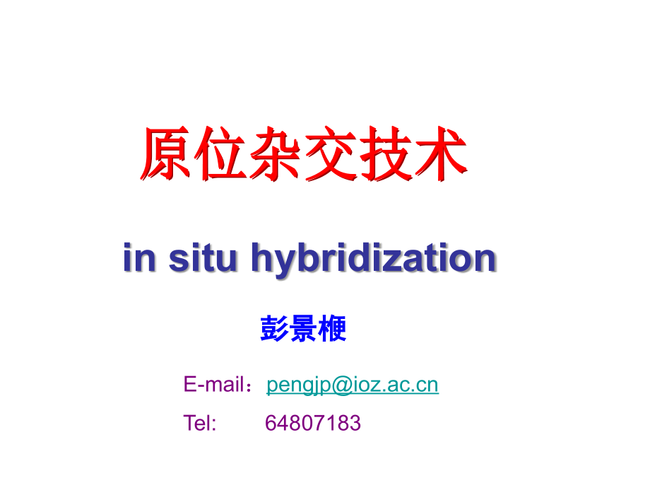 原位杂交.ppt_第1页