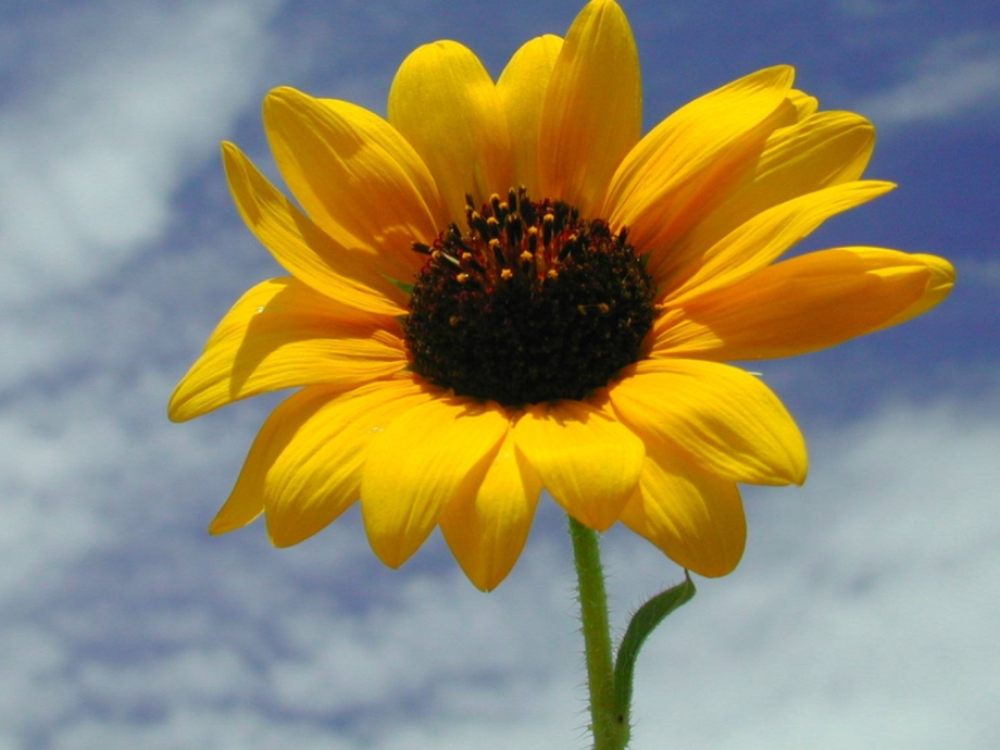 定量分析实验.ppt_第1页