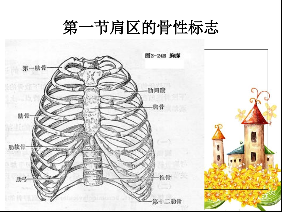 第六章肩区运动学.ppt_第2页
