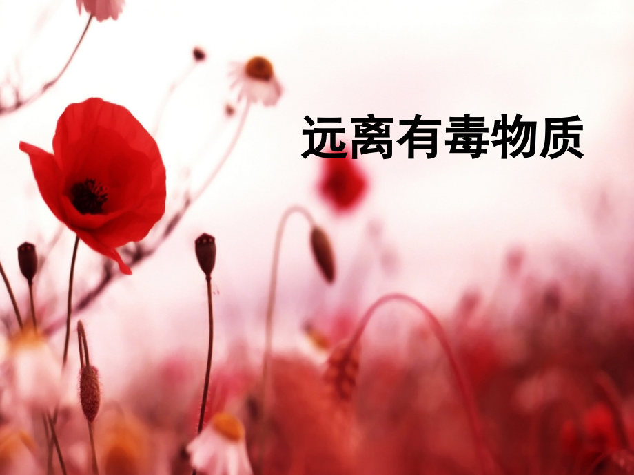 第三节远离有毒物质.ppt_第1页
