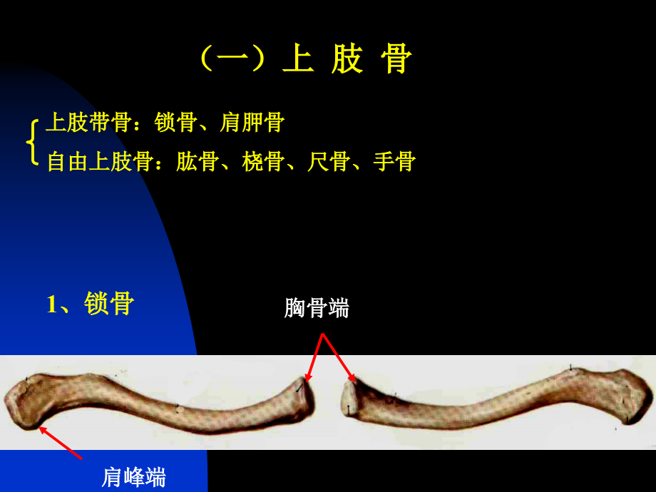 骨学、关节学(四肢).ppt_第2页