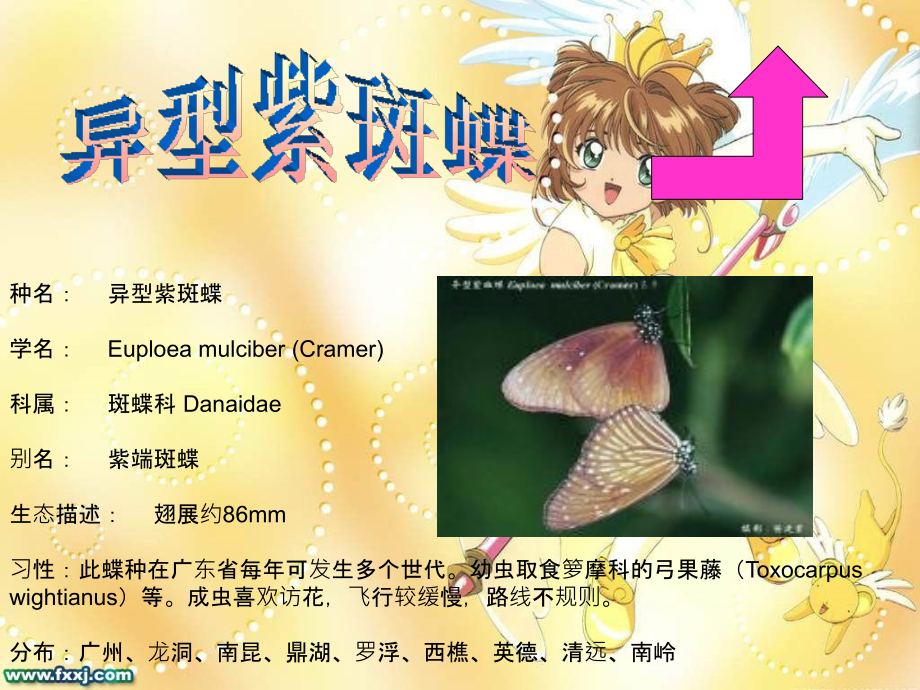 蝴蝶介绍.ppt_第2页