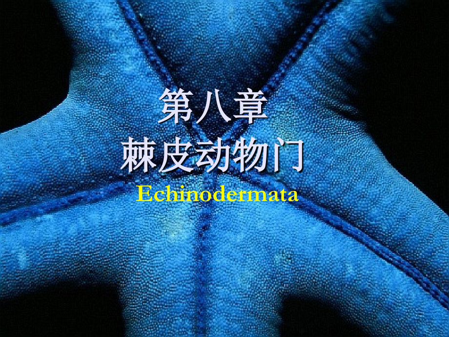 棘皮动物.ppt_第1页