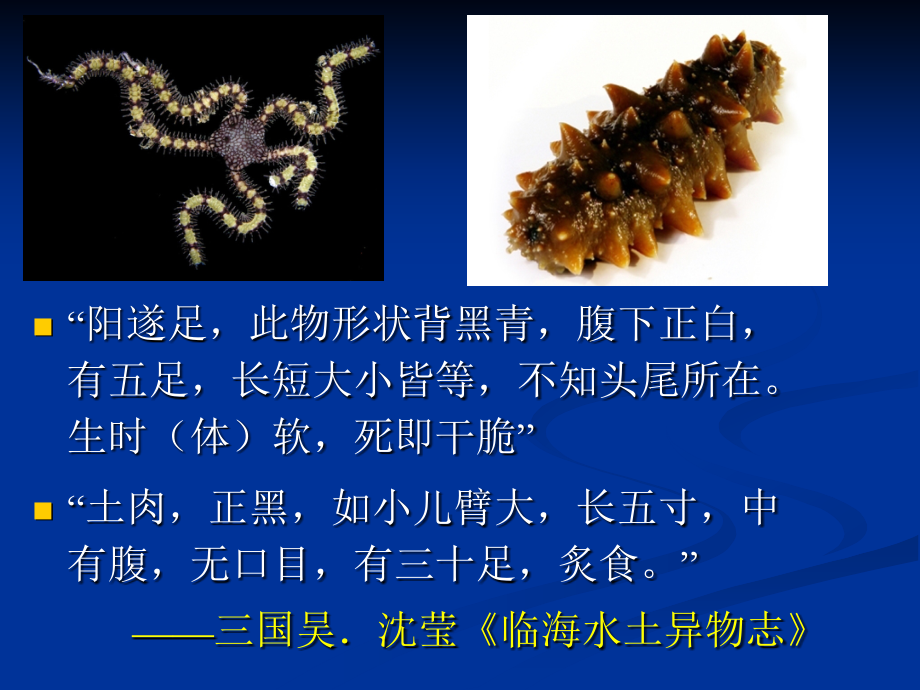 棘皮动物.ppt_第2页