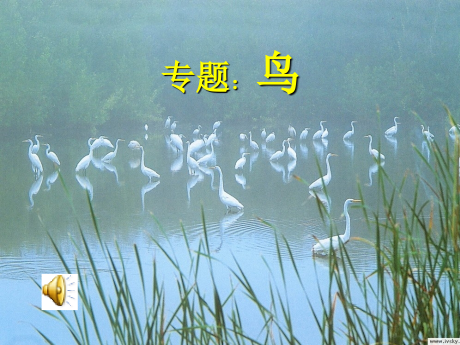 《鸟》专题课件.ppt_第1页