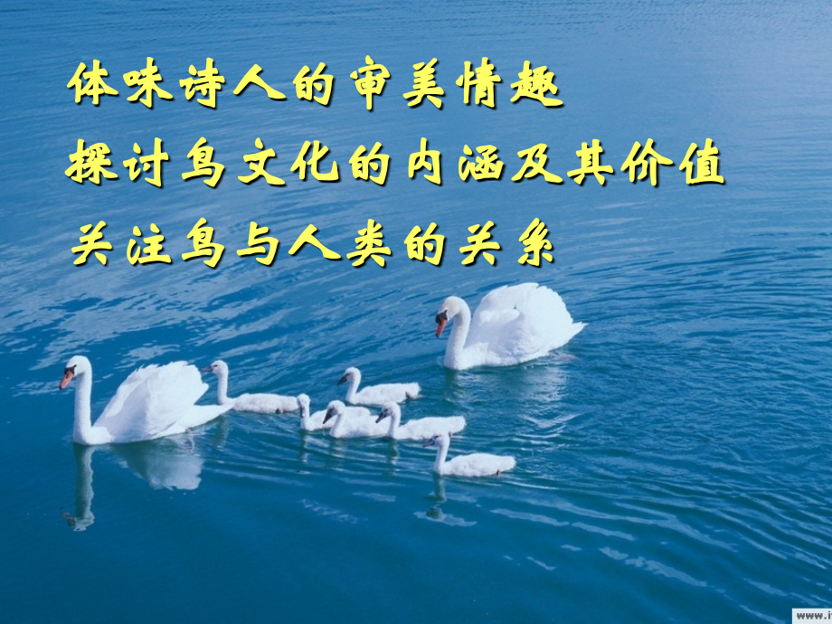 《鸟》专题课件.ppt_第2页