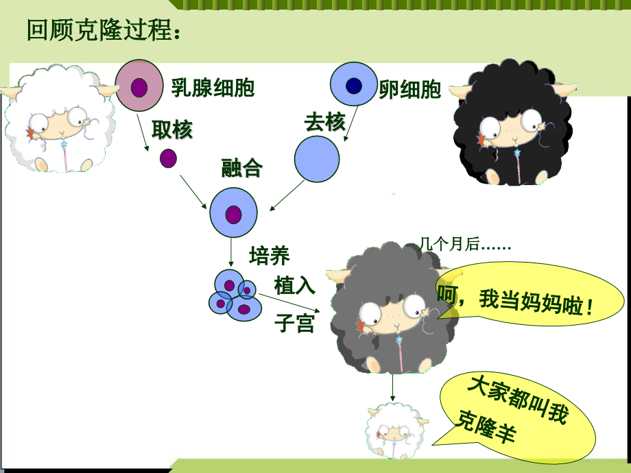 第四节细胞核.ppt_第2页