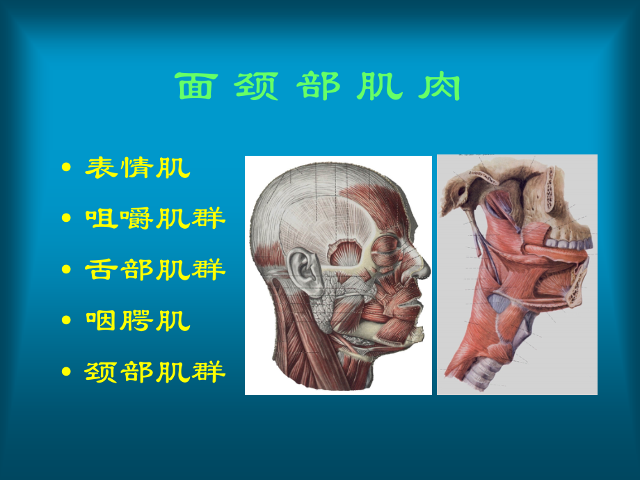 口腔颌面部解剖肌肉及筋膜.ppt_第2页