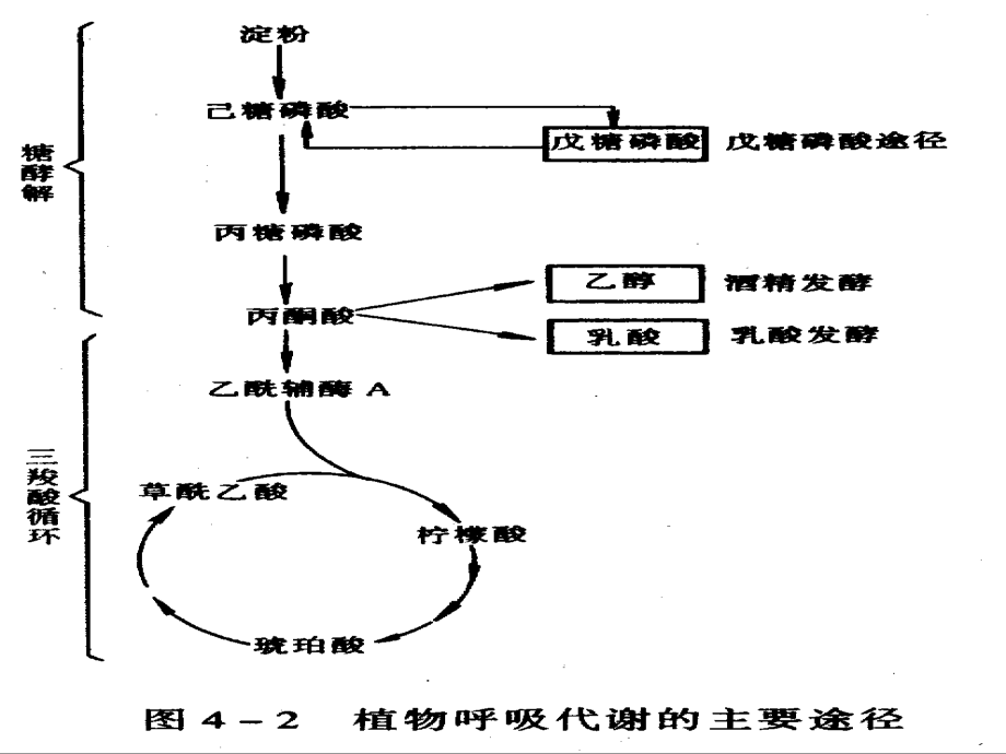 呼吸作用的代谢途径.ppt_第2页