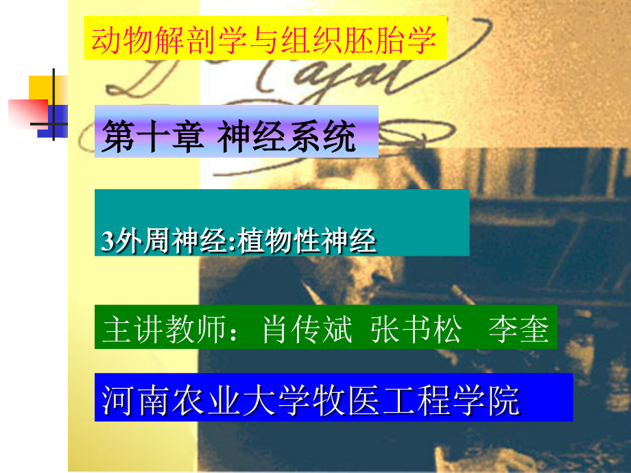 神经系统：植物性神经.ppt_第1页