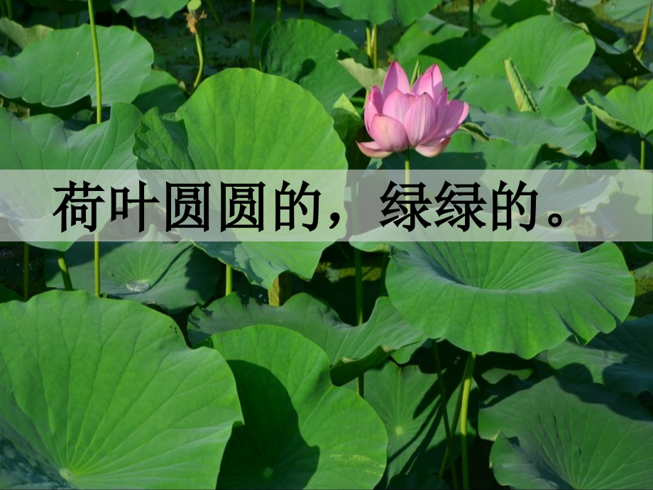 《荷叶圆圆》.pptx_第1页