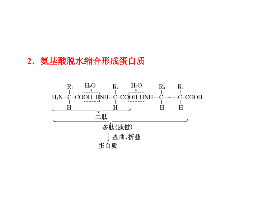 生命活动的主要承担者——蛋白质教材.ppt_第2页