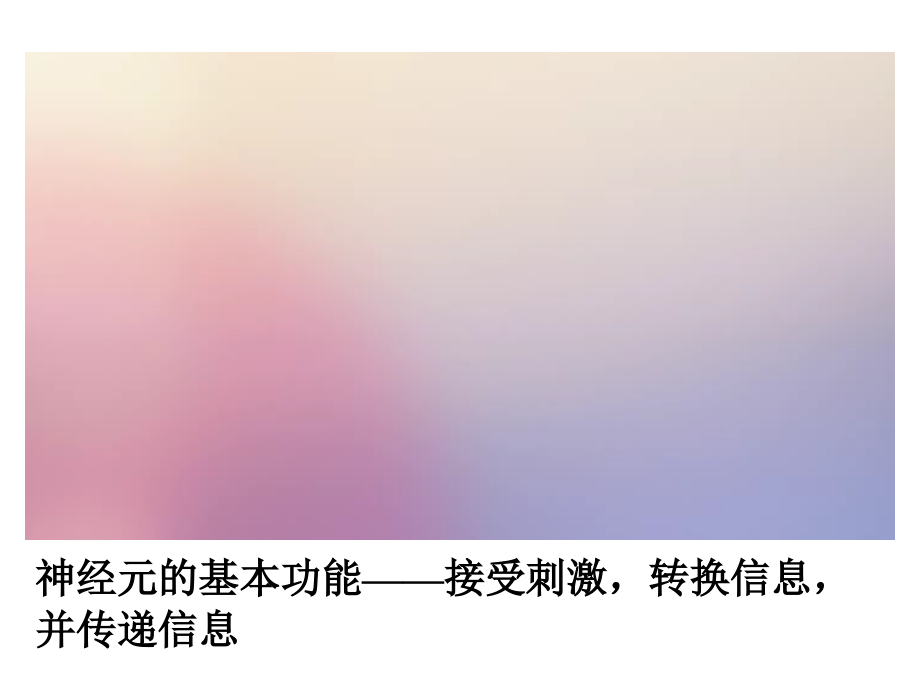 信息在神经系统中的传递.ppt_第1页