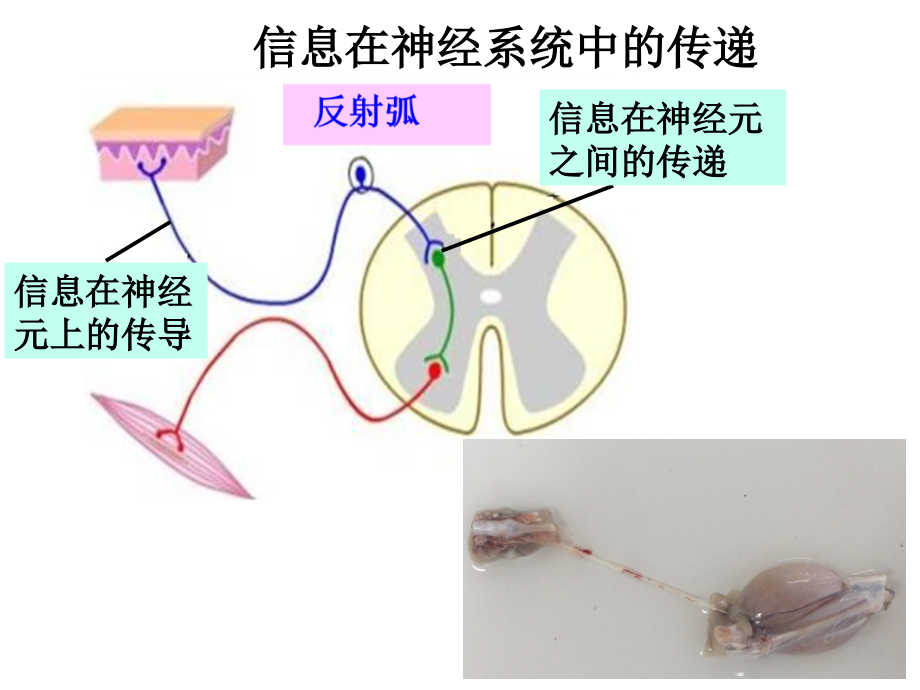 信息在神经系统中的传递.ppt_第2页