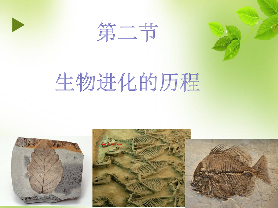 第二节生物进化的历程.ppt_第2页