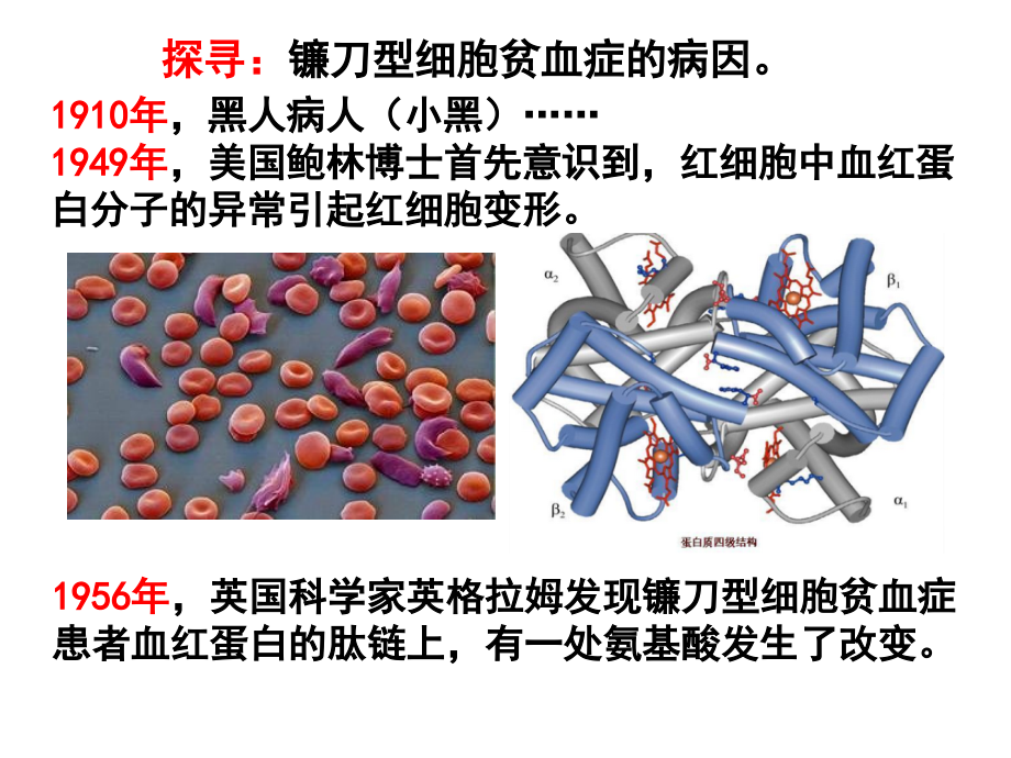 第一节生物变异的来源.ppt_第2页