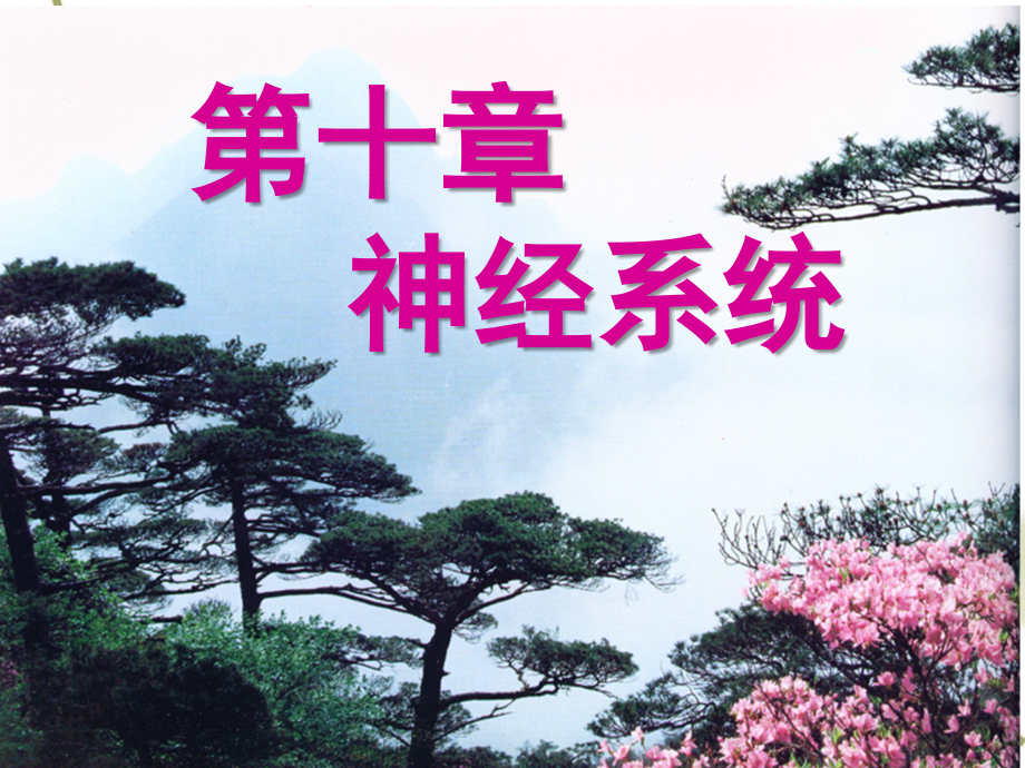 第二版第十章 -神经.ppt_第1页