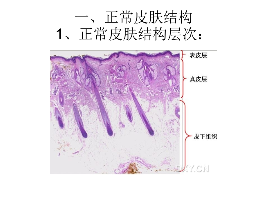 皮肤病理知识从入门到高级.ppt_第2页