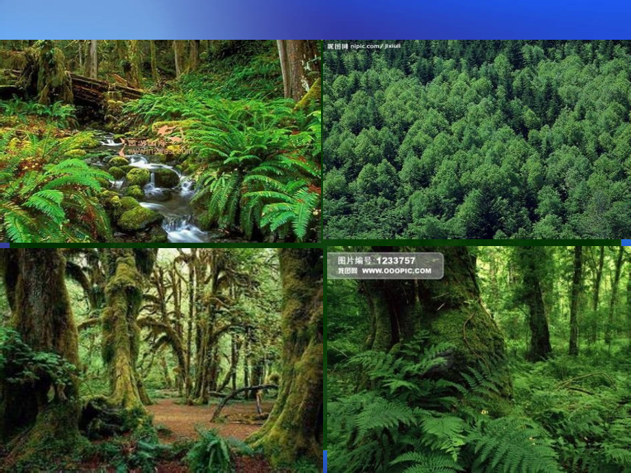 第一节　森林及其保护.ppt_第2页
