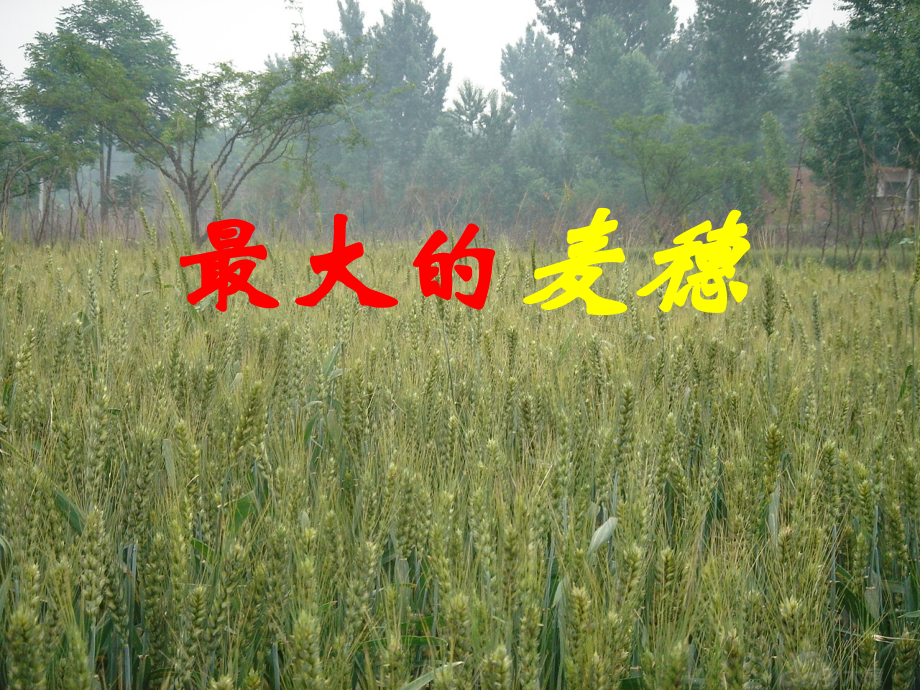 最大的麦穗课件.ppt_第1页