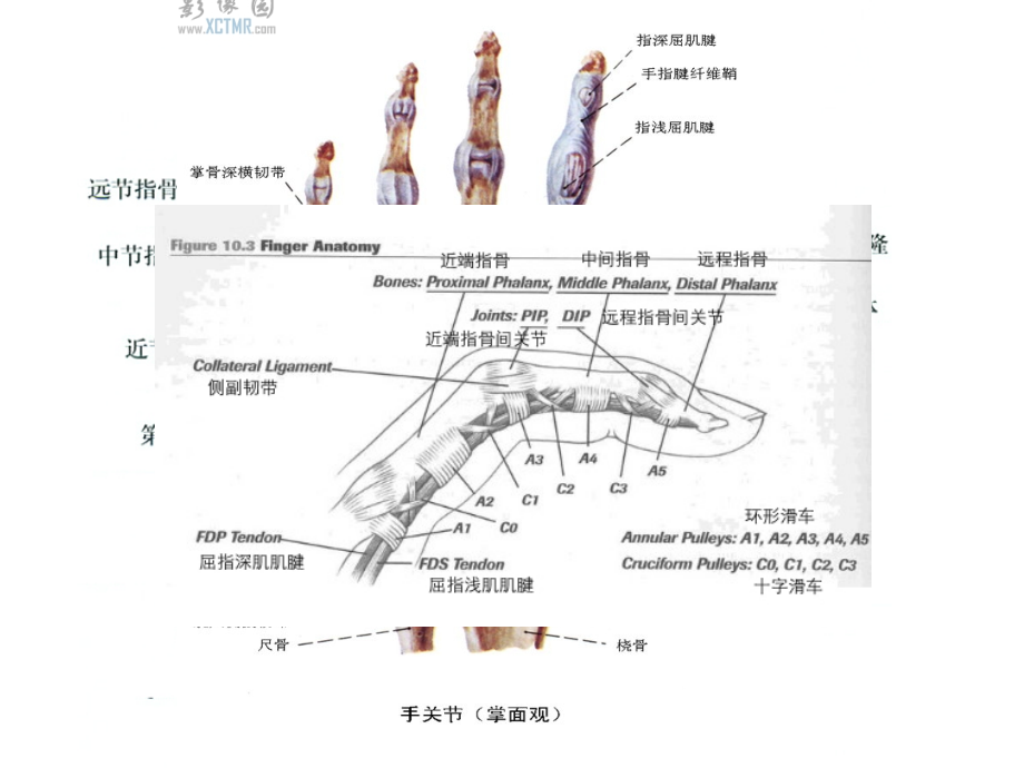 手部肌肉.ppt_第2页