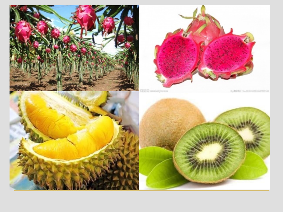第二节　北方地区和南方地区.ppt_第2页