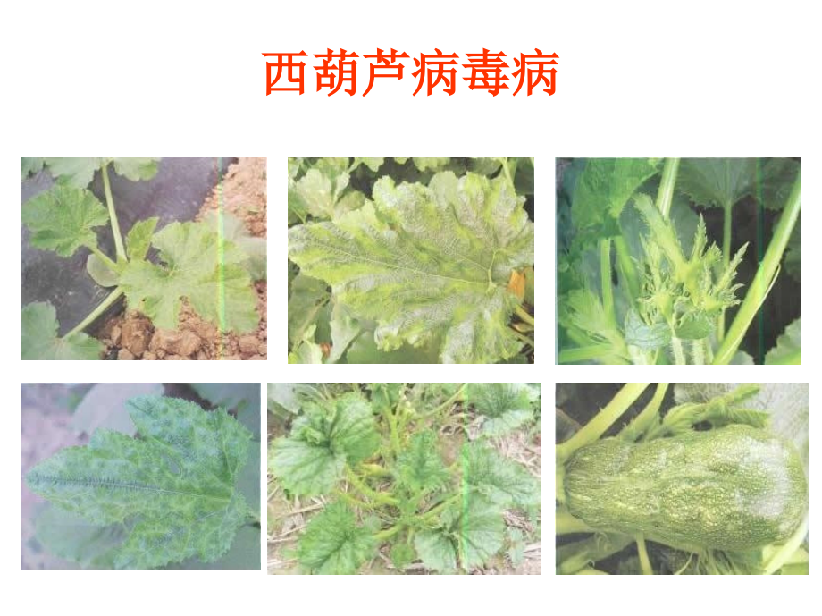 西葫芦病害防治.ppt_第2页