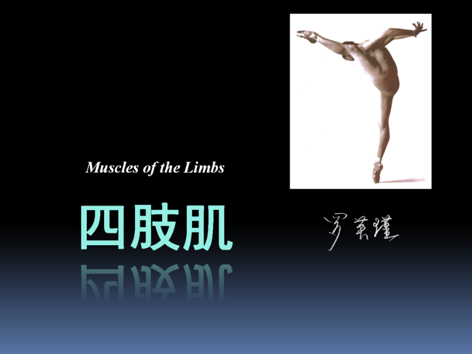 罗英瑾 02-03 四肢肌.ppt_第1页