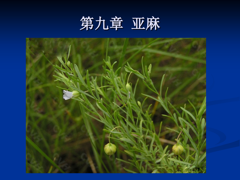 第九章 亚麻.ppt_第1页